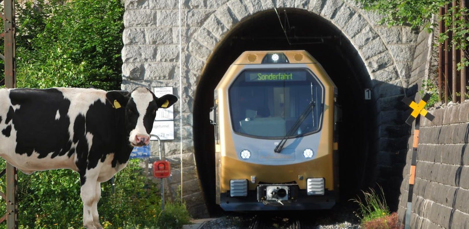 Der Zug kam aus einem Tunnel, als die Kühe auftauchten.