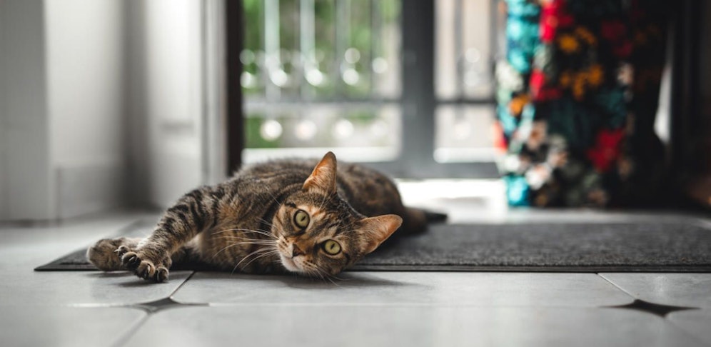 Symbolfoto. Besser irgendein Katzenfoto als gar kein Katzenfoto.