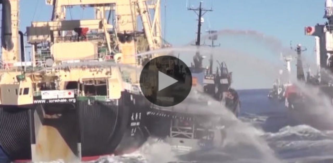 Heute.at - Waljäger rammten mein Schiff mehrmals