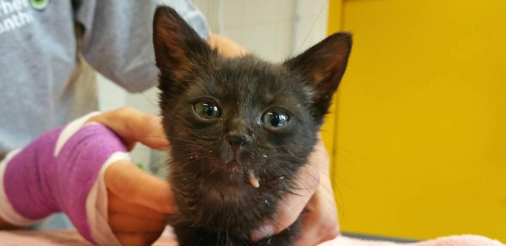 Das Katzerl war so hungrig, dass es an einem verschluckten Stück Fressen beinahe erstickte.