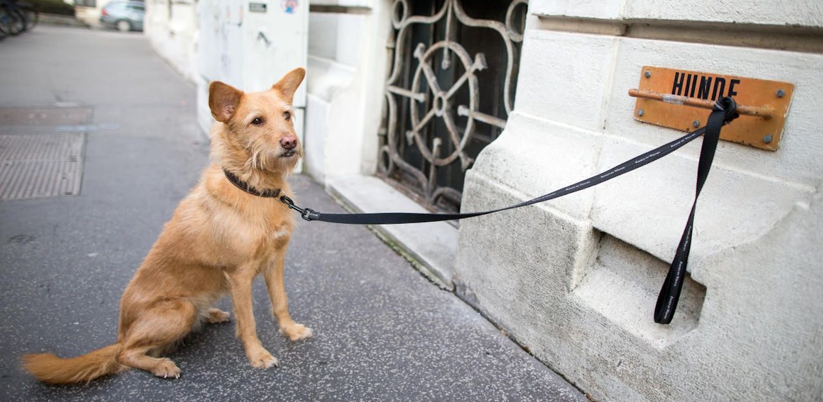 Streit um Hund in Wien eskalierte total (Symbolfoto)