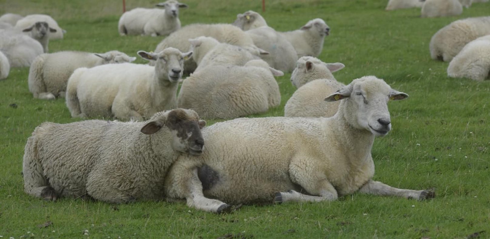 Bauern sollen Schafe nicht an Moslems verkaufen