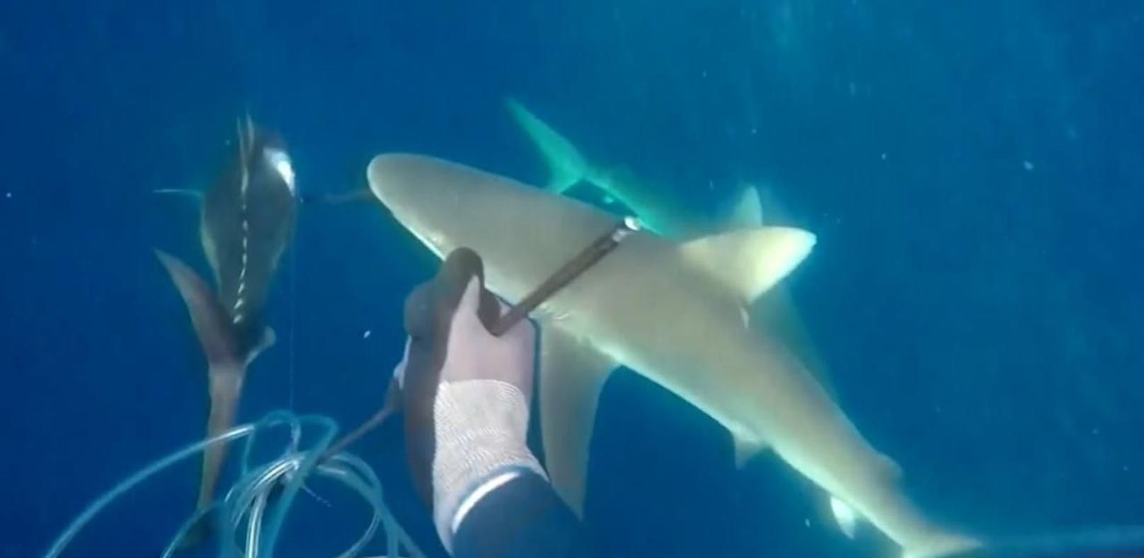 Speerfischer kämpft mit zwei Haien um Beute