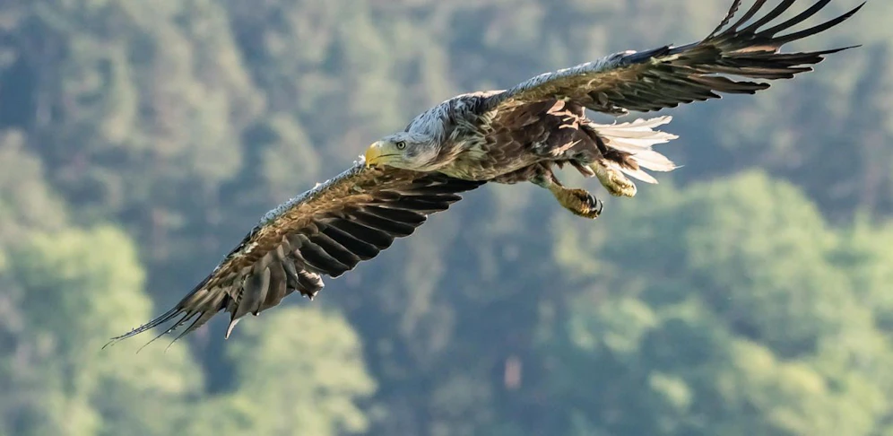 Ein majestätischer Seeadler im Flug.