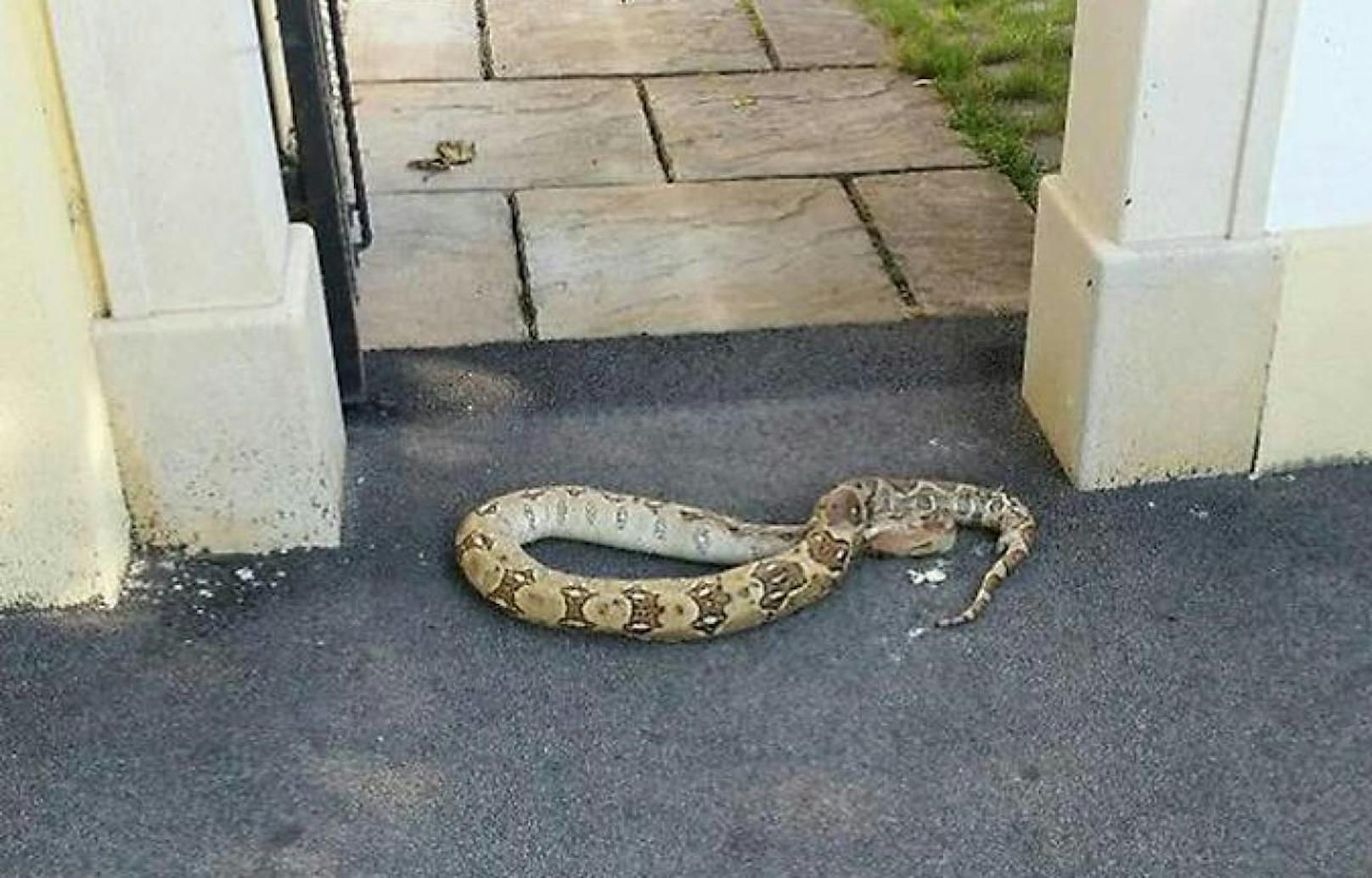 Plötzlich lag eine riesige Schlange vor der Haustür