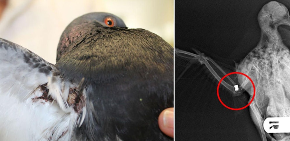 Die verletzte Taube, das Röntgenbild zeigt das Projektil.