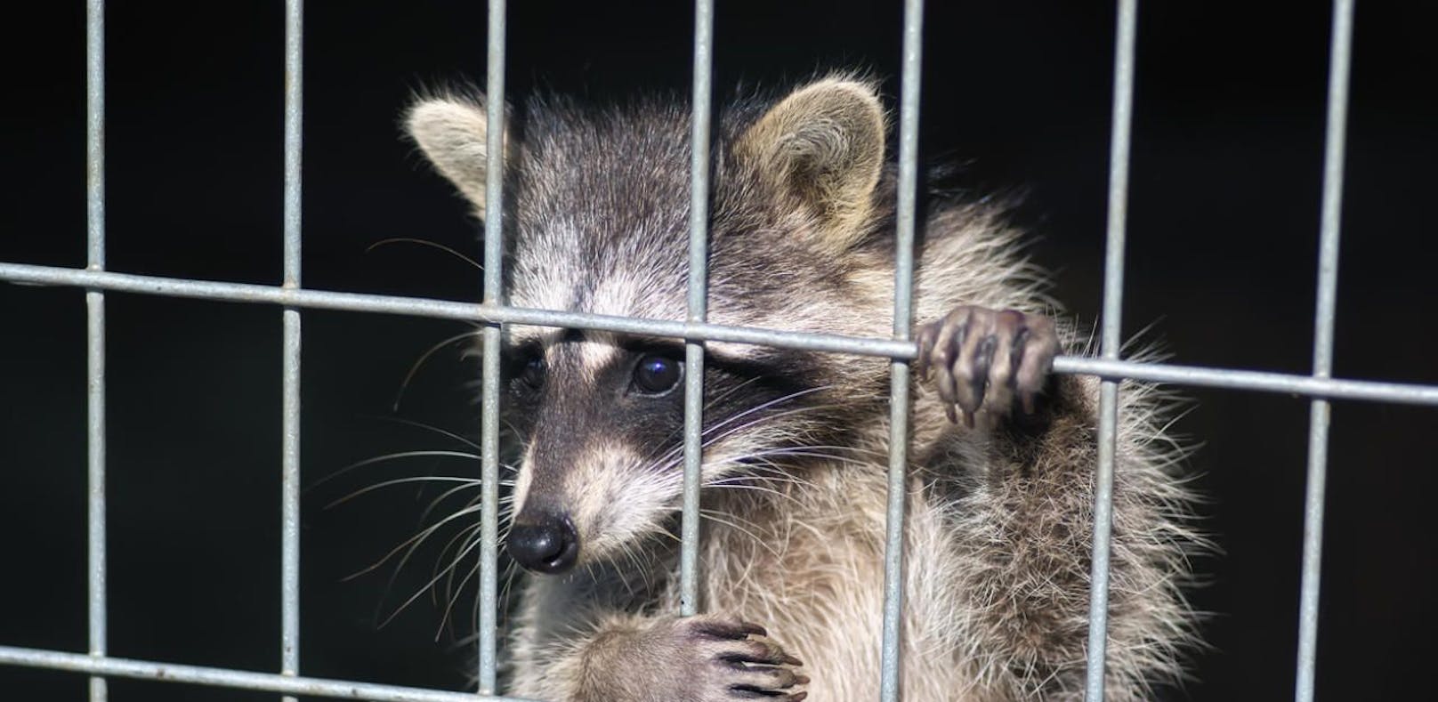 Waschbären in einem Käfig. Symbolfoto