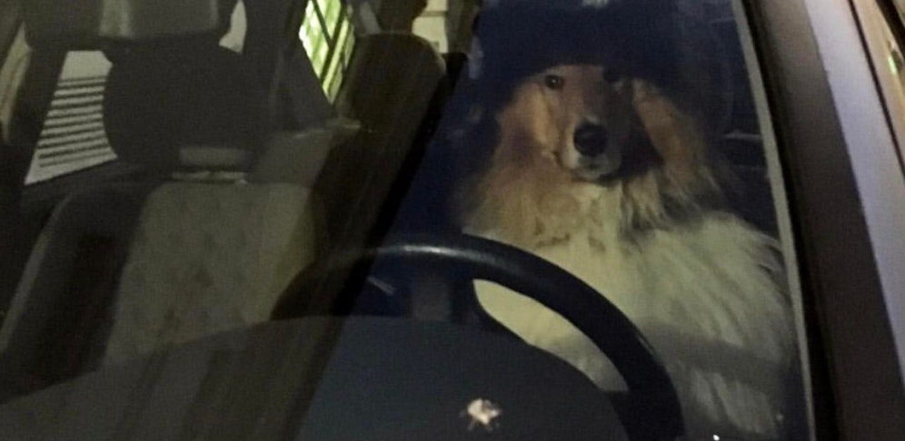 Warum liegt hier kein Hundsi-Ausweis am Armaturenbrett?