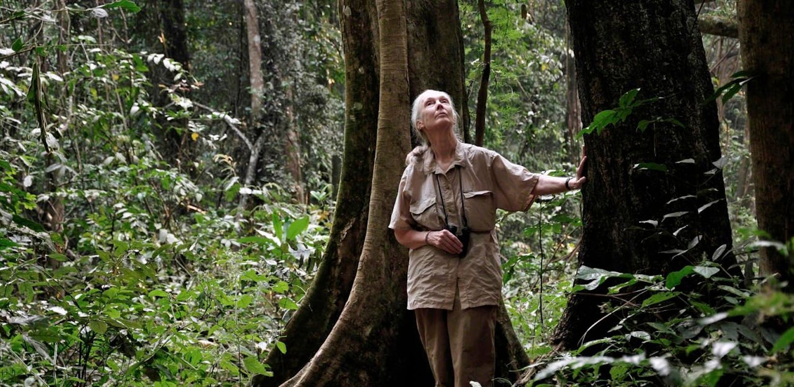 Dr. Jane Goodall feiert ihr 60-Jähriges Forschungsjubiläum im März 2020 in Wien