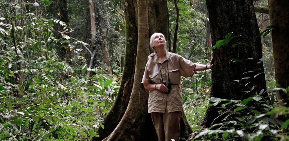 Dr. Jane Goodall feiert ihr 60-Jähriges Forschungsjubiläum im März 2020 in Wien