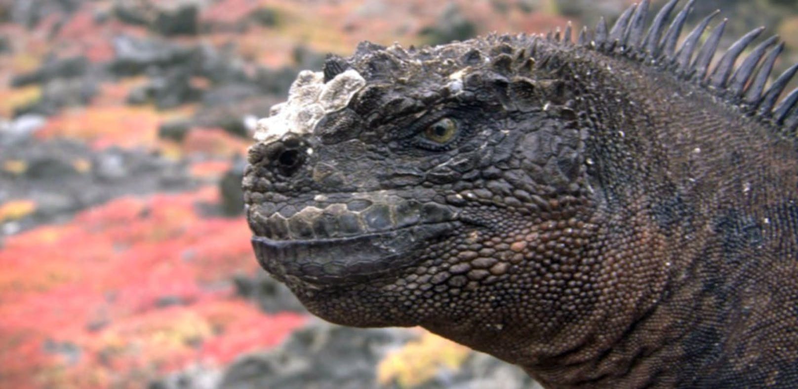 Deutsche Forscher entdecken echten Godzilla