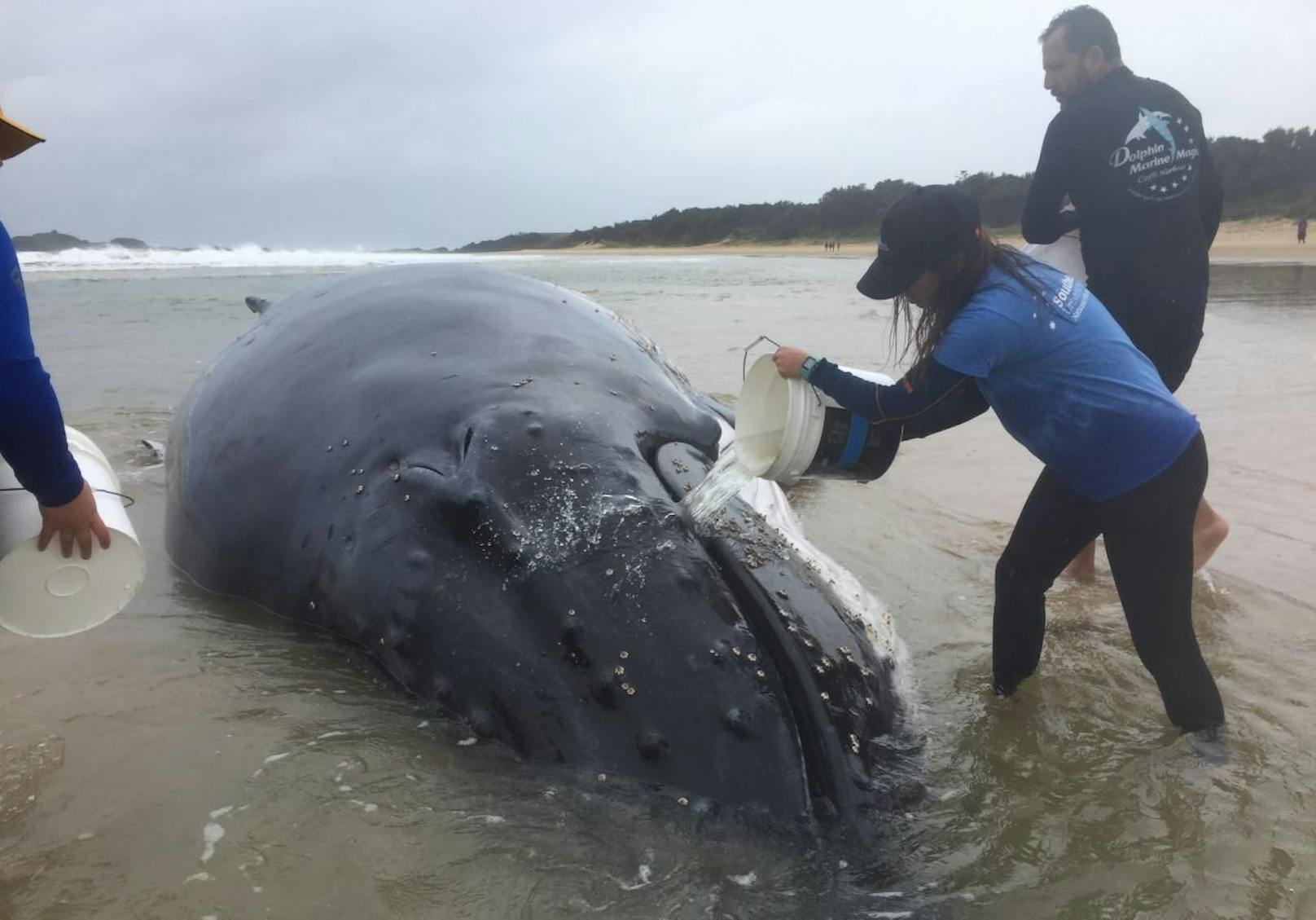 Der gestrandete Buckelwal wiegt mehr als zehn Tonnen