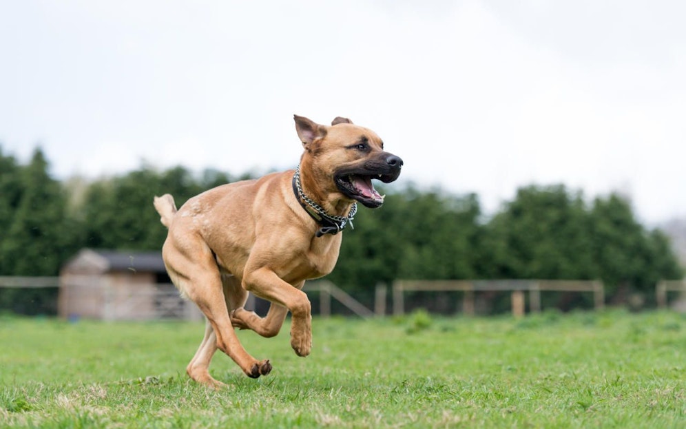 Ein 23-Jährige ließ seine Hunde  darunter ein Staffordshire-Mischling auf einen syrischen Familienvater los. Credit: Symbolfoto iStock