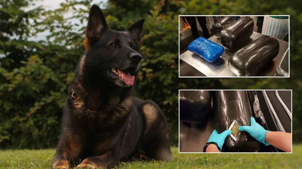 Clever: Zollhund "Vimo" fand am Münchner Flughafen 15 Kilo Marihuana. Der Urlauber hatte die Drogen in vier Paketen versteckt. 