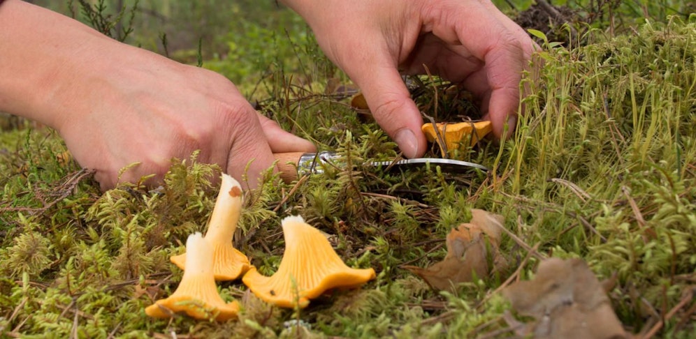 Der Wiener Pensionist wurde plötzlich ohnmächtig und verstarb.