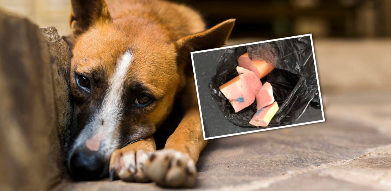 Heute.at - Hundehasser verteilte vergiftete Knackwürste