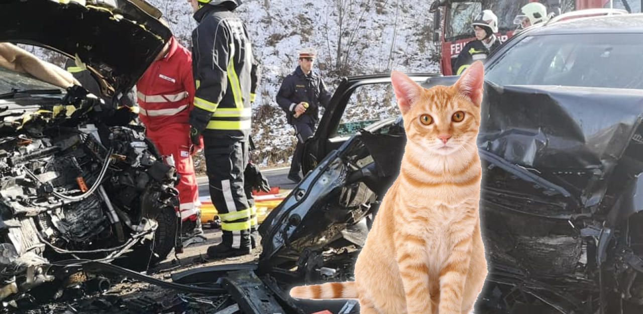 Heute.at - Katze entkam im Auto aus Box – 3 Schwerverletzte