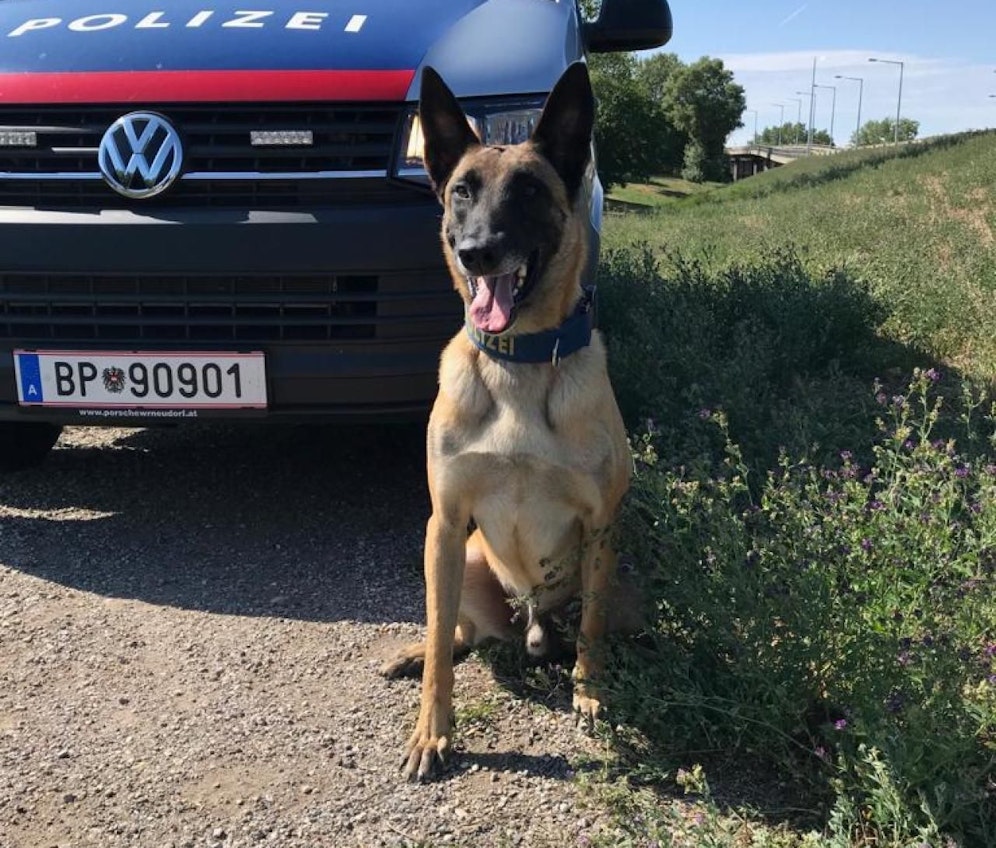 Diensthund "Action" spürte den Flüchtigen auf.