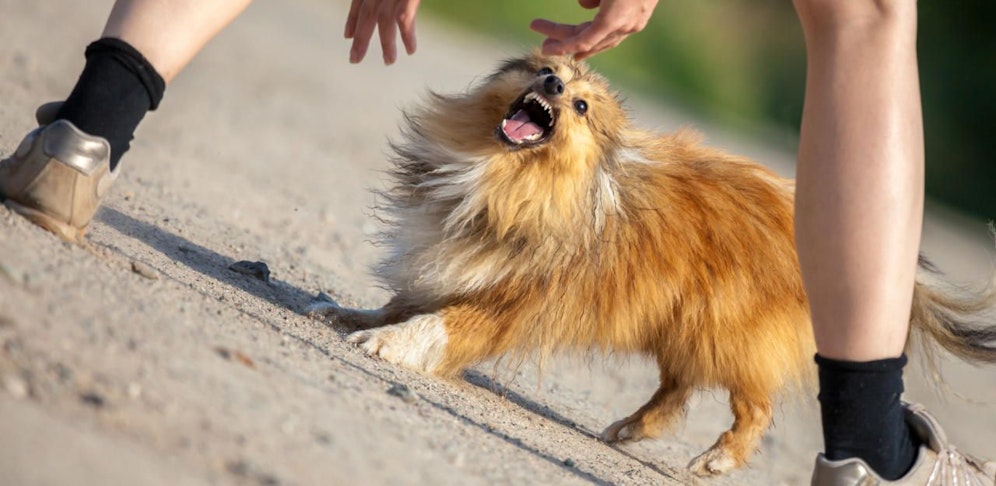 Beim Pinkeln biss der Hund zu. (Symbolbild)