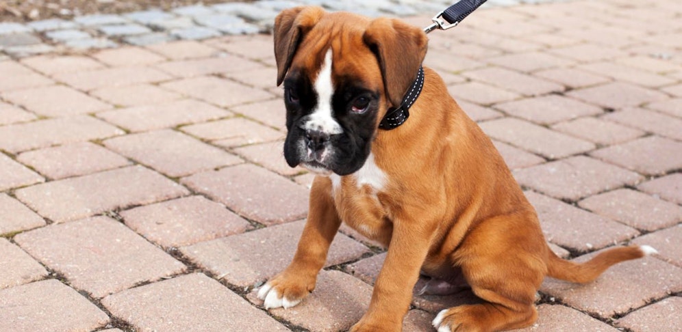 Weil er sich in der Möblage verbissen hatte, quälte sein Besitzer den süßen Boxer-Welpen zu Tode; Symbolfoto