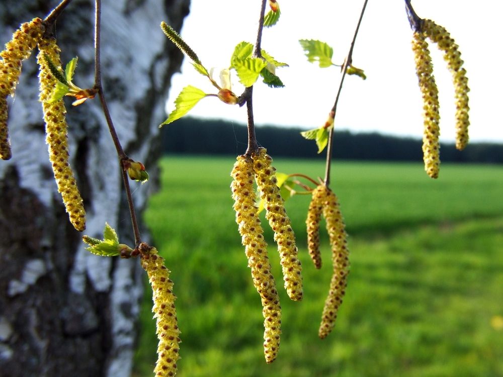 Menschen mit Allergien müssen auch im Herbst mit Symptomen rechnen.