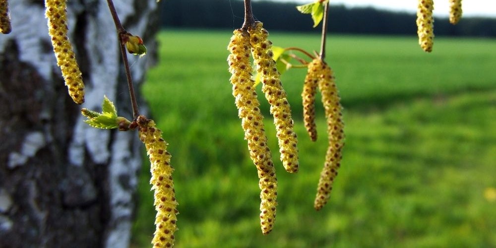 So fliegen die Pollen - Gesundheit | heute.at