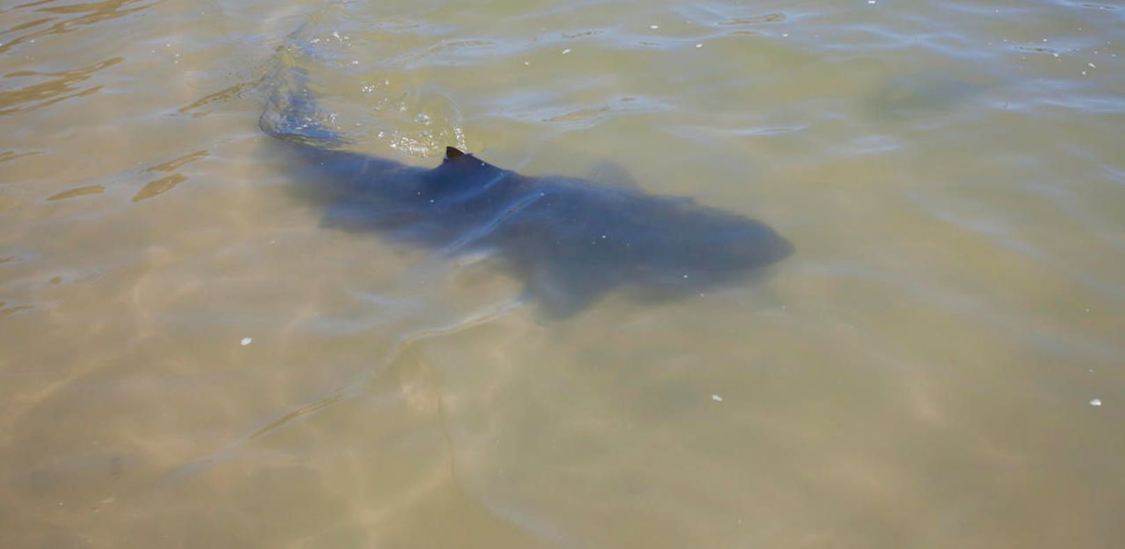 Ein Tourist wurde von dem Hai am Unterarm verletzt - Symbolfoto