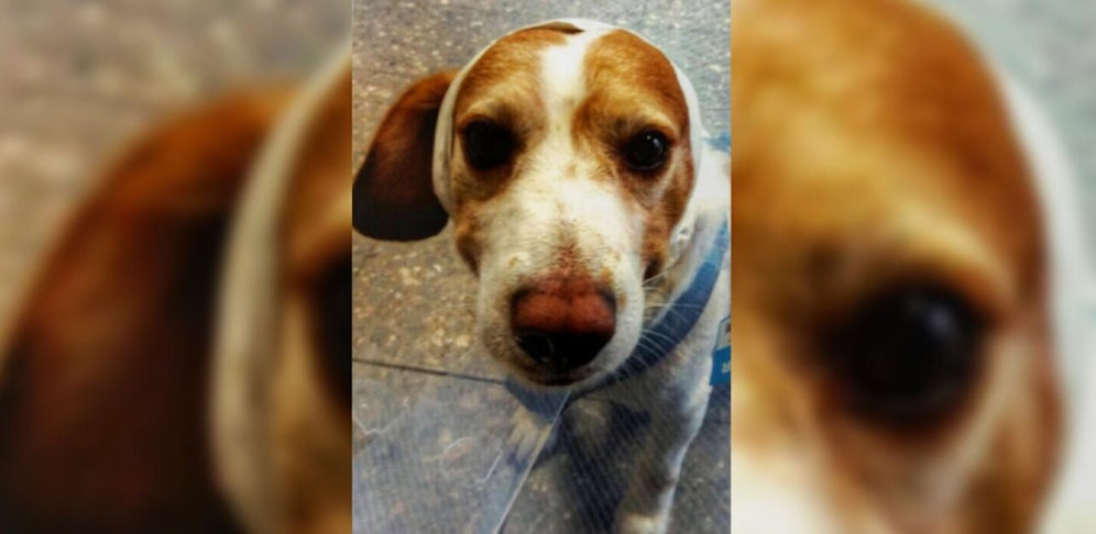 Balou wurde von dem Schäfer verletzt. 