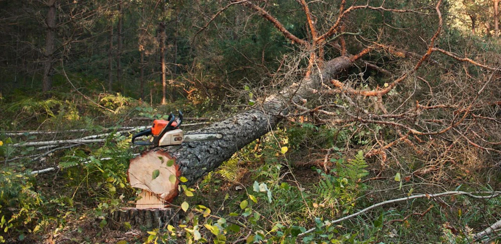 Der Mann wurde von einem Baum am Kopf getroffen