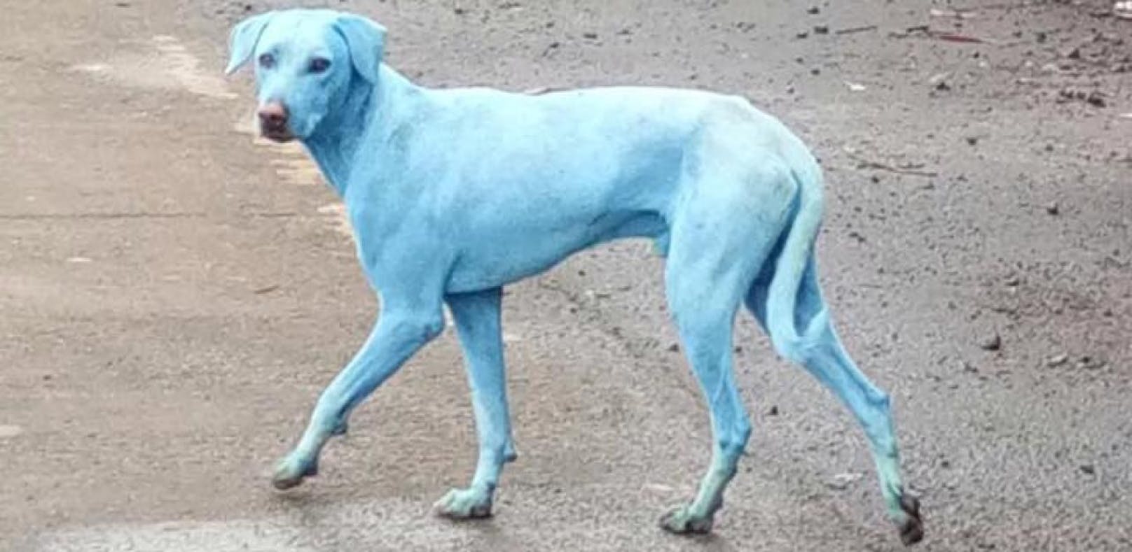 Streunende Hunde werden so blau wie Schlümpfe