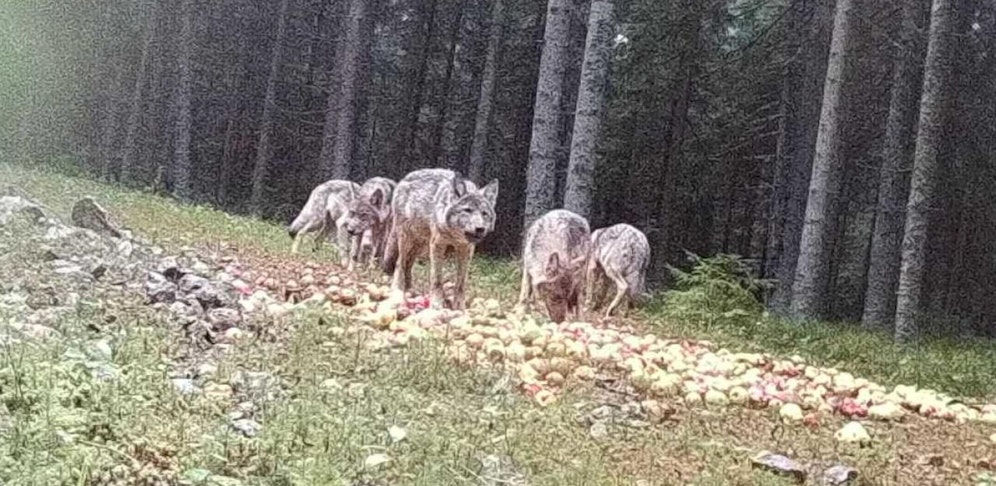 Wenn andere Maßnahmen nicht wirken, soll der Wolf künftig auch geschossen werden dürfen.