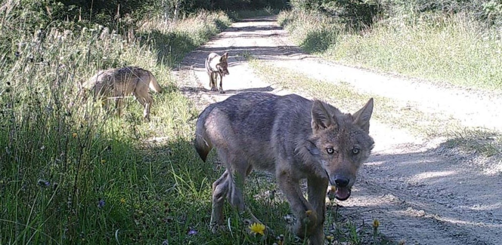 Wölfe am TÜPL Allentsteig