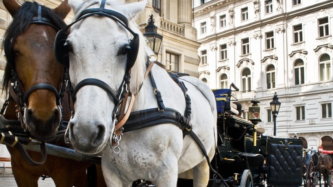 Was passiert mit Pferden, wenn es keine Fiaker gibt? - Inhalte | heute.at