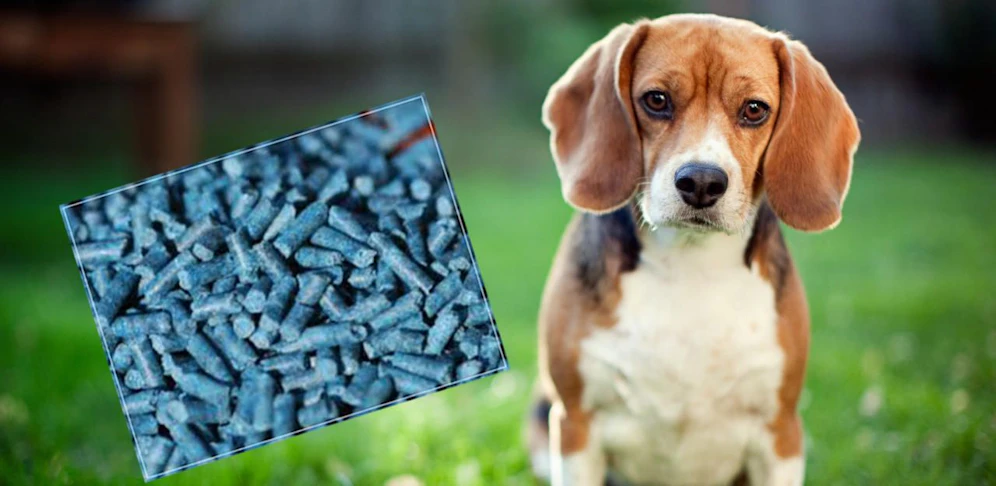 Beaglehündin "Bonita" fraß einen Giftköder, konnte aber in letzter Sekunde gerettet werden. (Symbolbild)