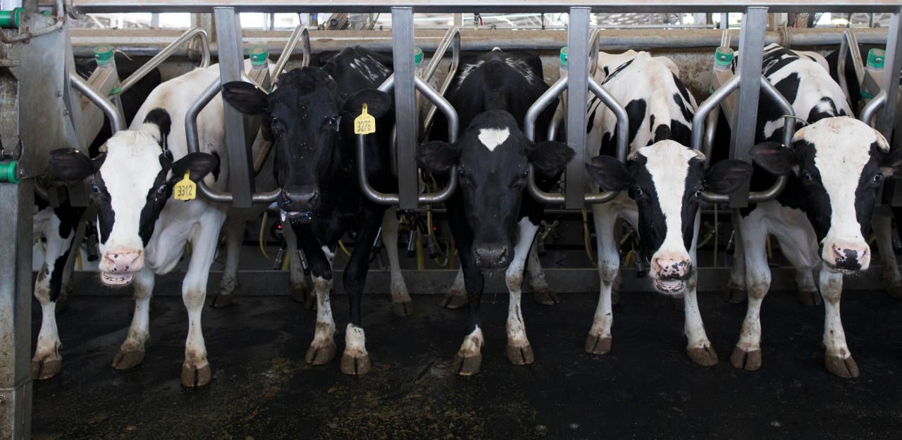 Heute.at - 4.000 Kühe kommen  nach Katar - per Flugzeug