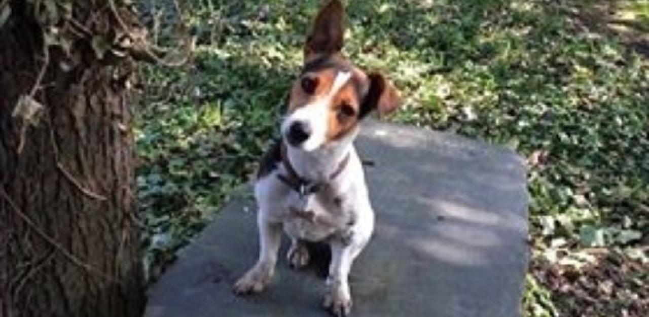 Heute.at - Hund streikt, weil er zu oft spazieren gehen musste