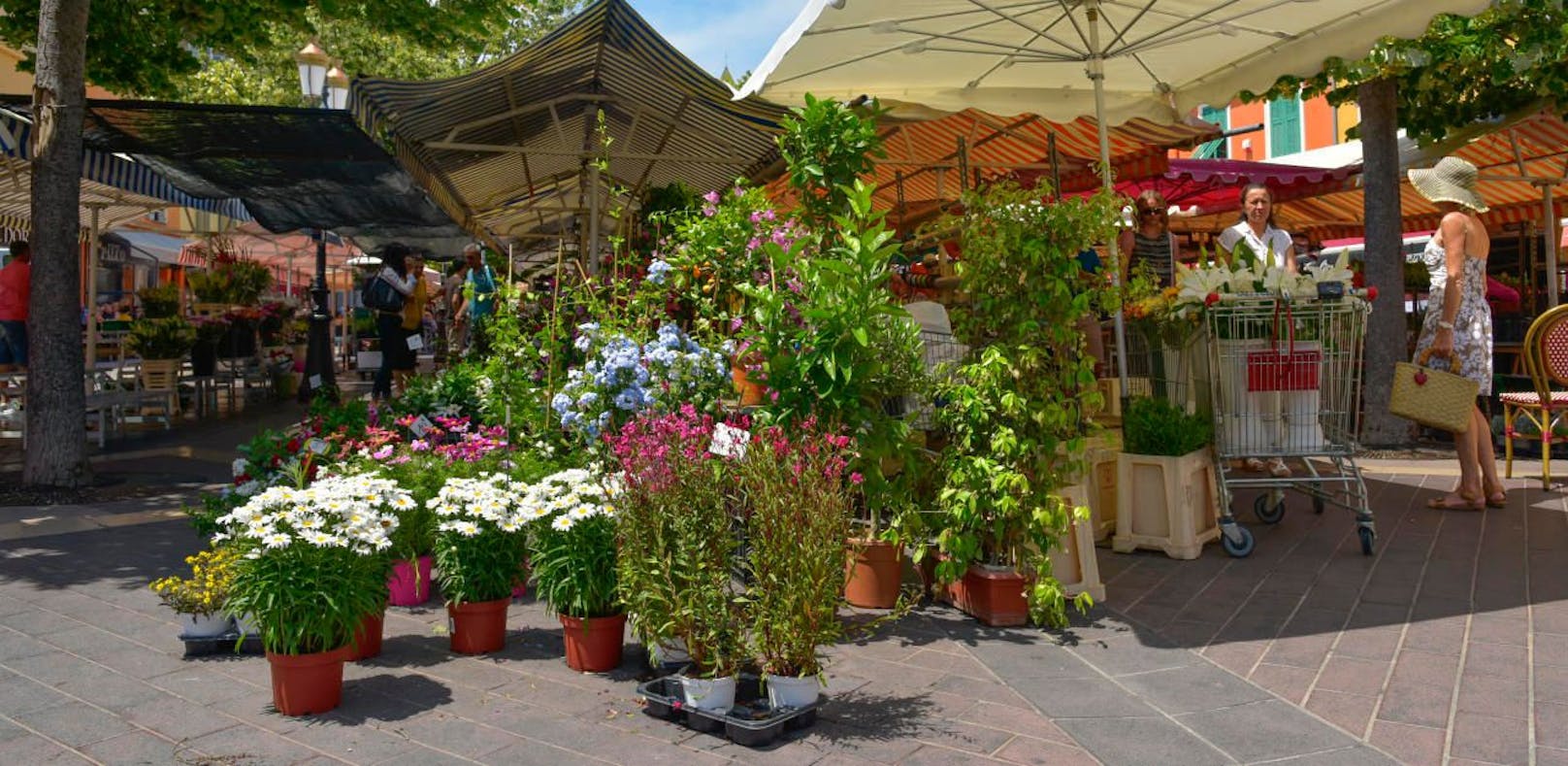 Die Wiener Gärtner bieten Gemüse- und Blühpflanzen aus eigener Produktion an.