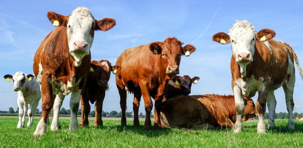 Mit einer Kuhherde ist nicht zu Spaßen.