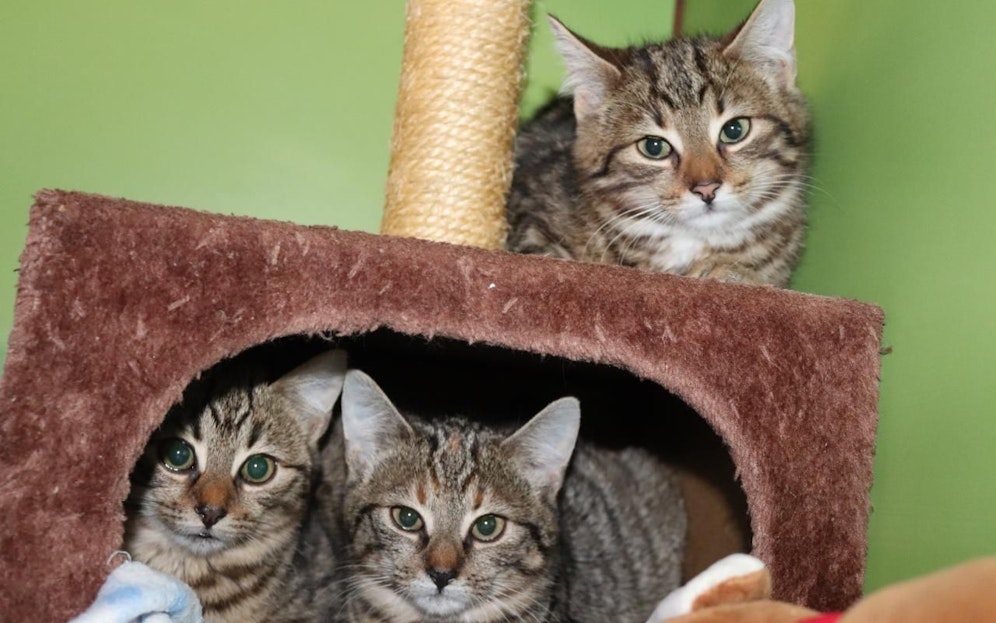 Unbekannte setzten die Katzenbabys einfach bei Müllcontainern aus. 