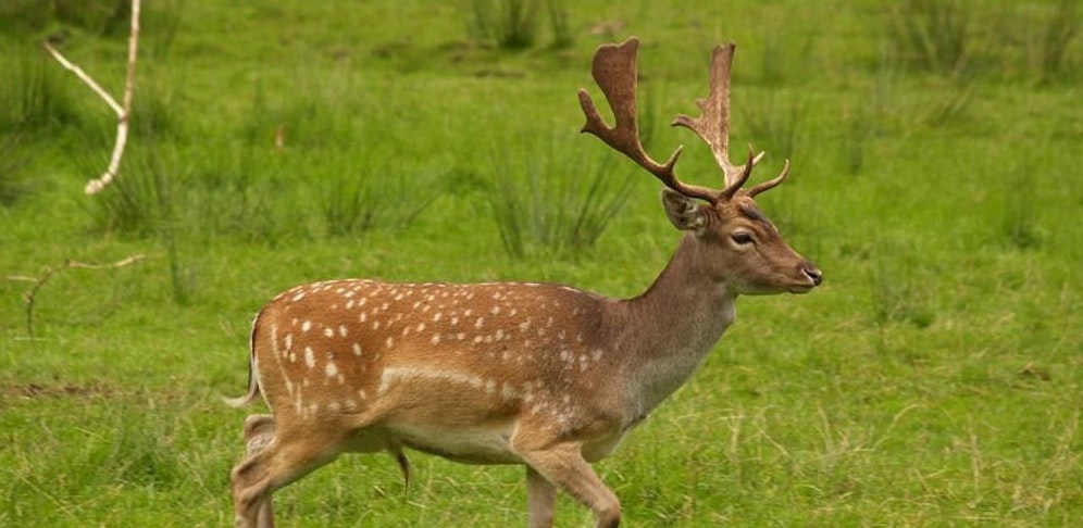 Damhirsch wurde erschossen.
