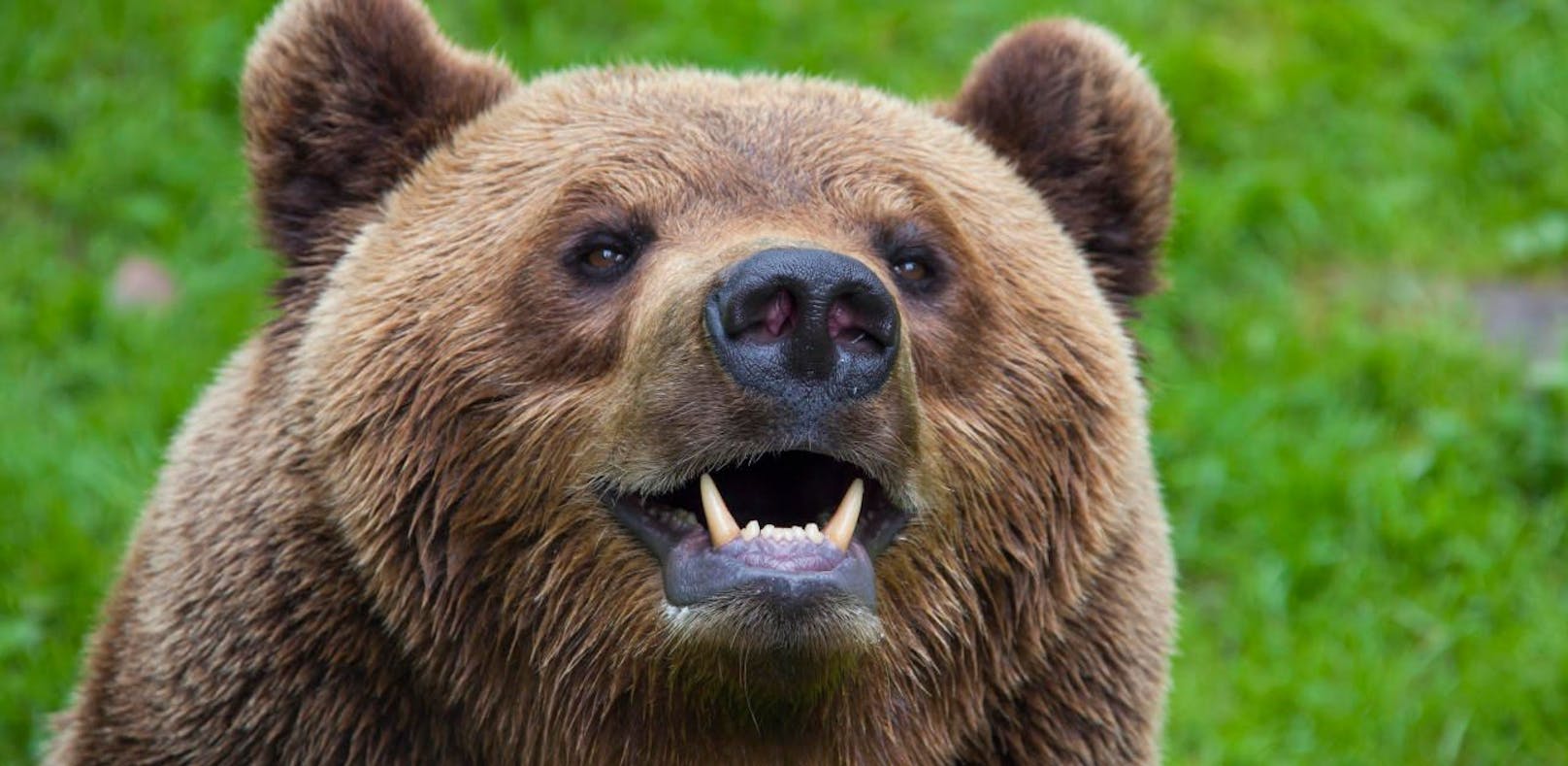 In Kärnten geht der Bär um – und er ist hungrig