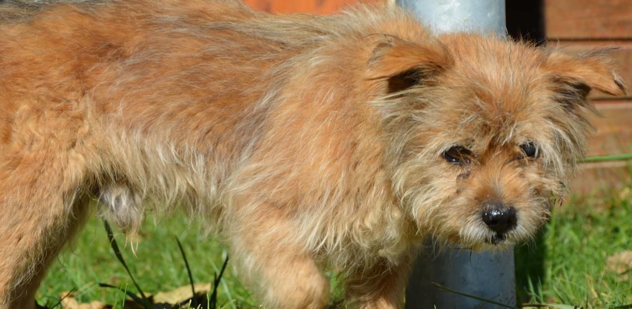 Heute.at - Hunde-Oldie Pauli irrte verzweifelt durch Straßen