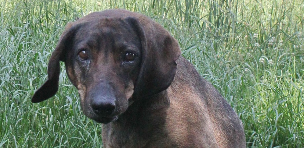 Jagdhund-Dame "Senta" harrte vier Tage neben ihrem toten Herrchen aus.