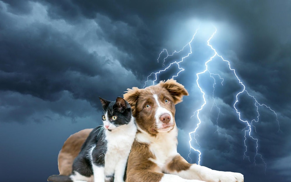 Die Tierschutzombudsstelle Wien rät: "Lassen Sie Ihr Haustier bei Gewitter nicht allein". 