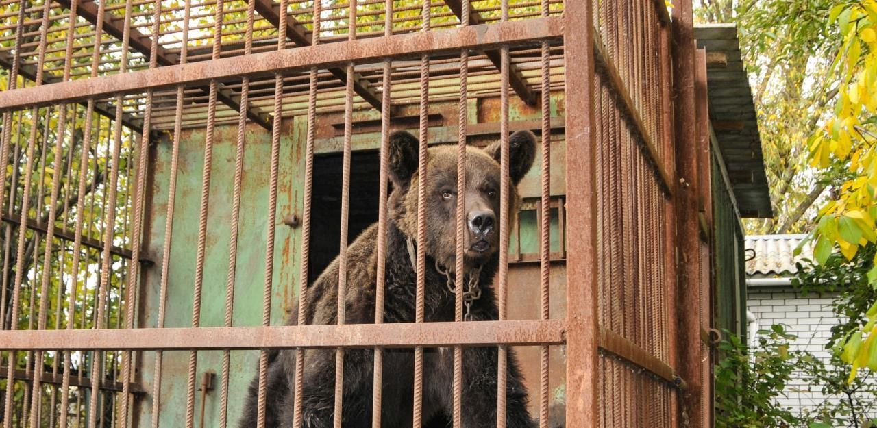 Heute.at - Bärin Mashutka muss nie wieder kämpfen
