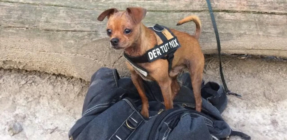 Chihuahua "Butsch" ist weg