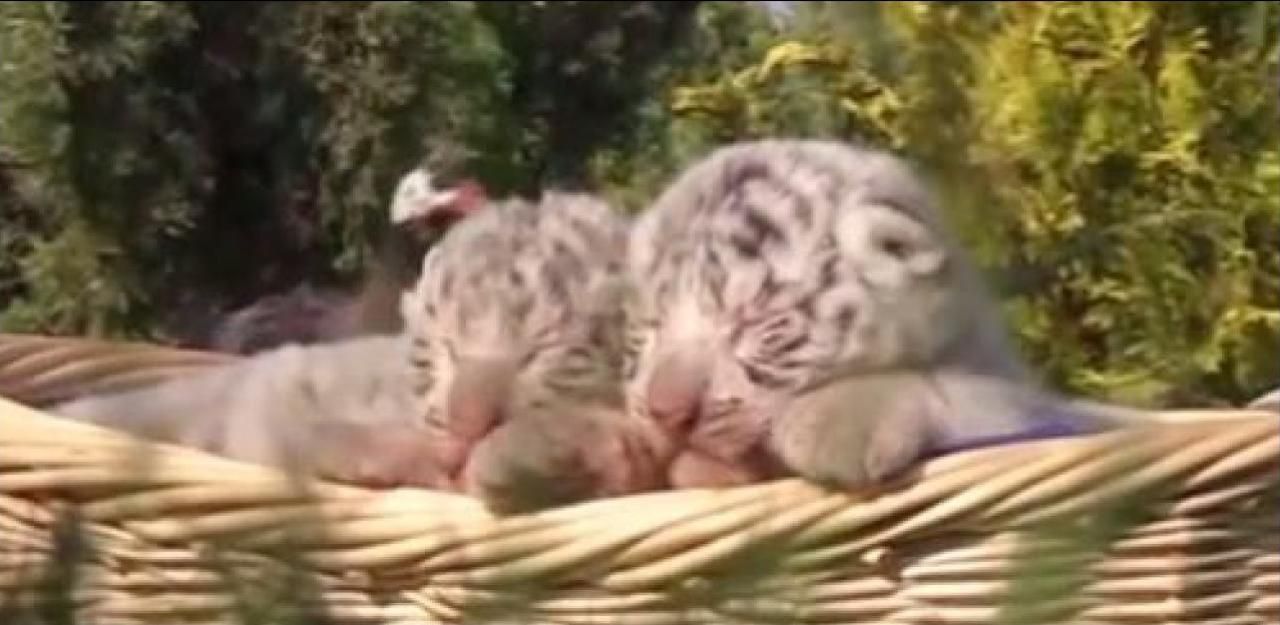 Heute.at - Sie sind nicht nur süß, sondern auch total selten