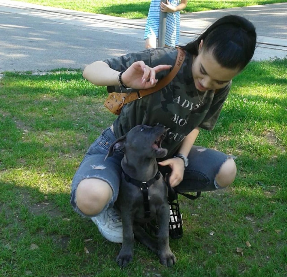 Welpe Staffordshire-Bullterier-Mix "Ares" beim Spielen mit Julia T. (17).