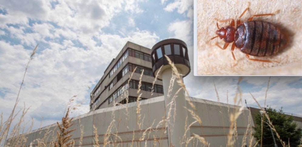 Bettwanzen nerven Insassen und Beamte im Häfen Stein.