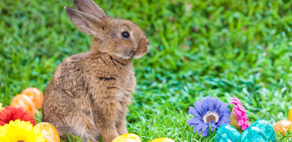 Der Osterhase ist los! | heute.at